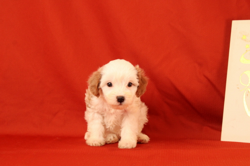 puppy, for, sale, Cavapoo, Matthew B. Stoltzfus, dog, breeder, Gap, PA, dog-breeder, puppy-for-sale, forsale, nearby, find, puppyfind, locator, puppylocator, aca